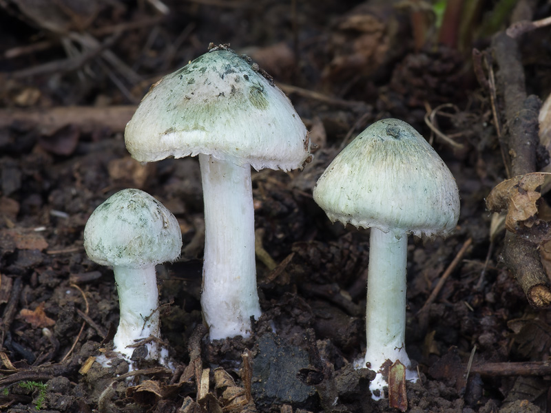 Inocybe corydalina